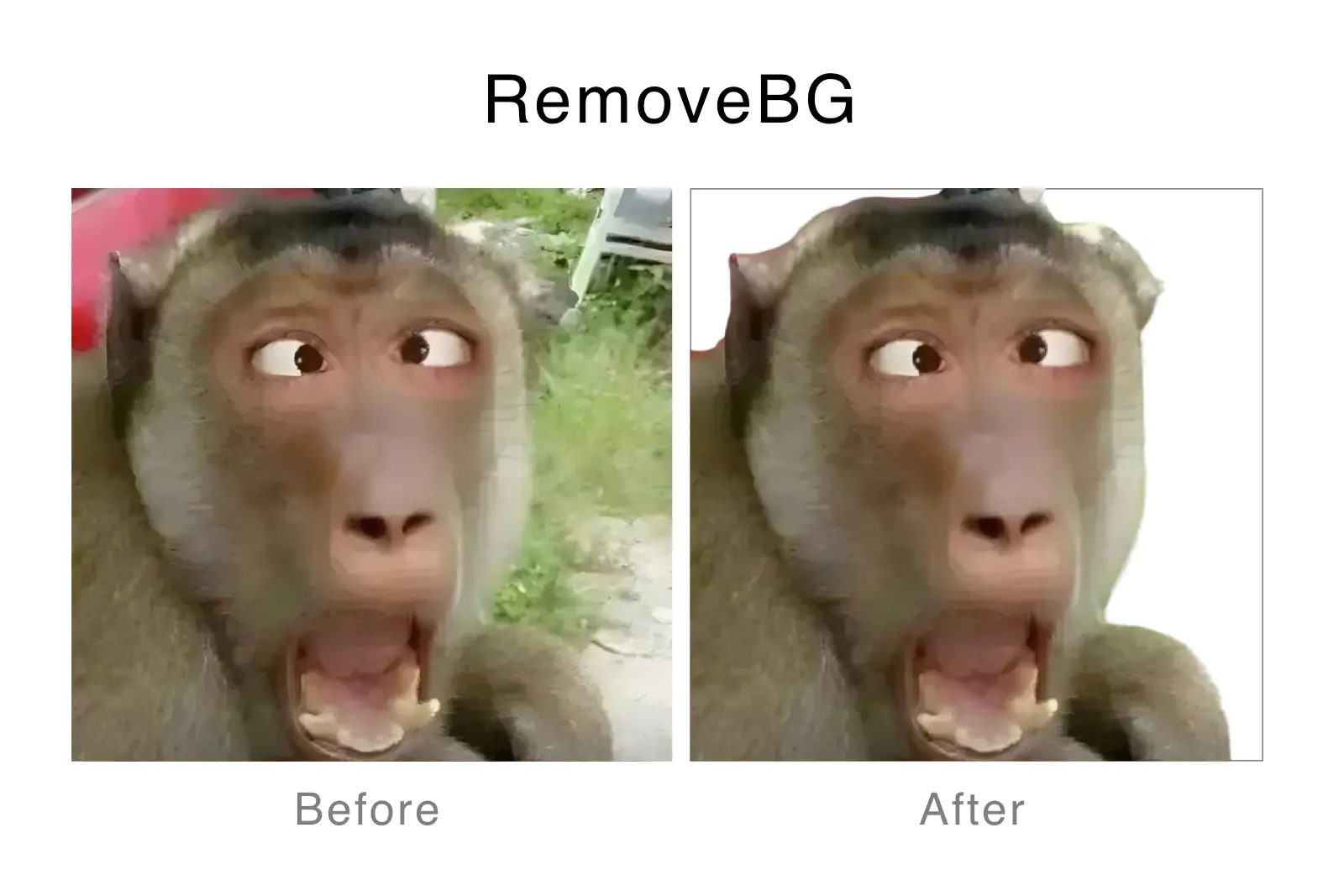 12-remove bg - a monkey.webp