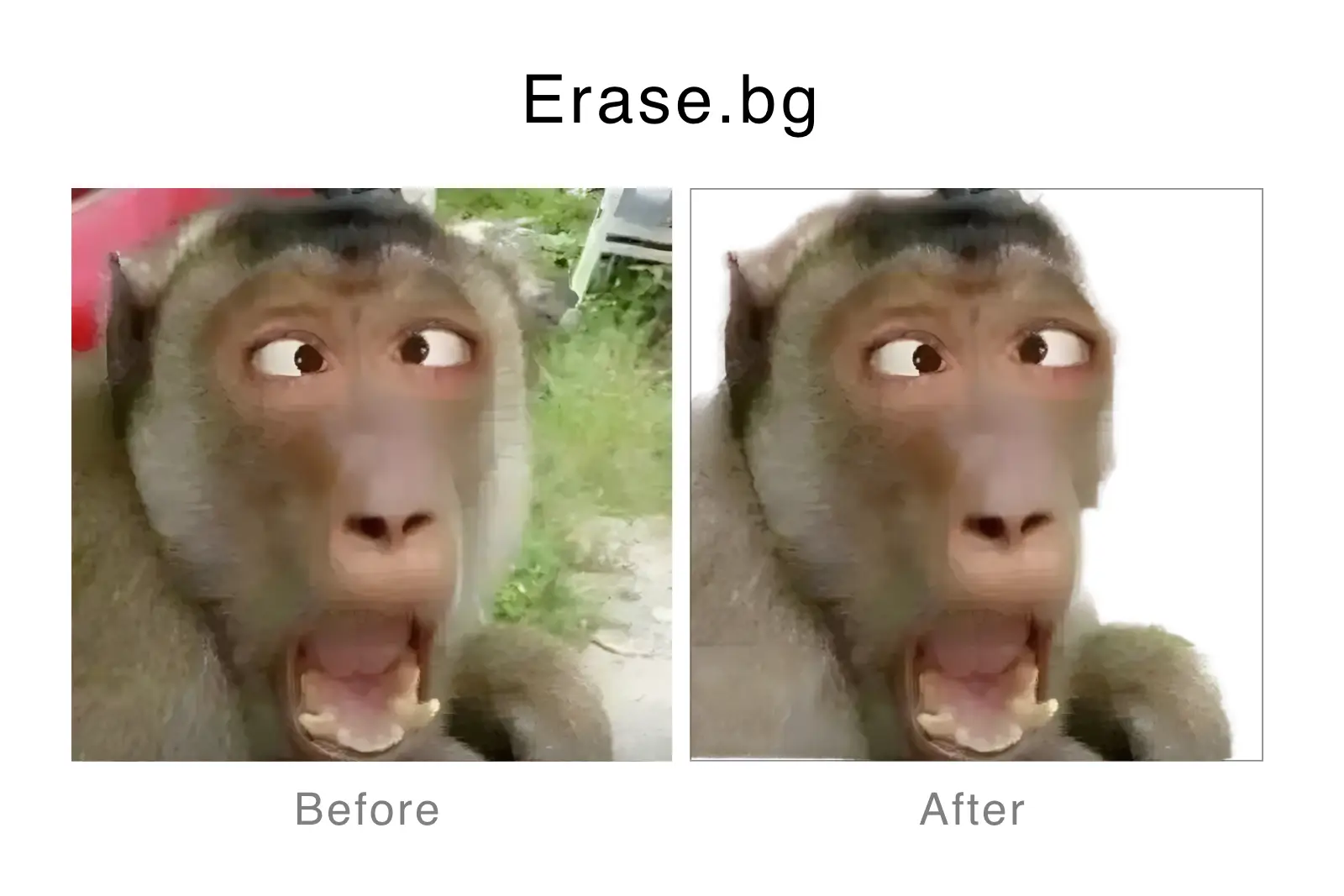 15-Erase.bg remove bg - a monkey.webp