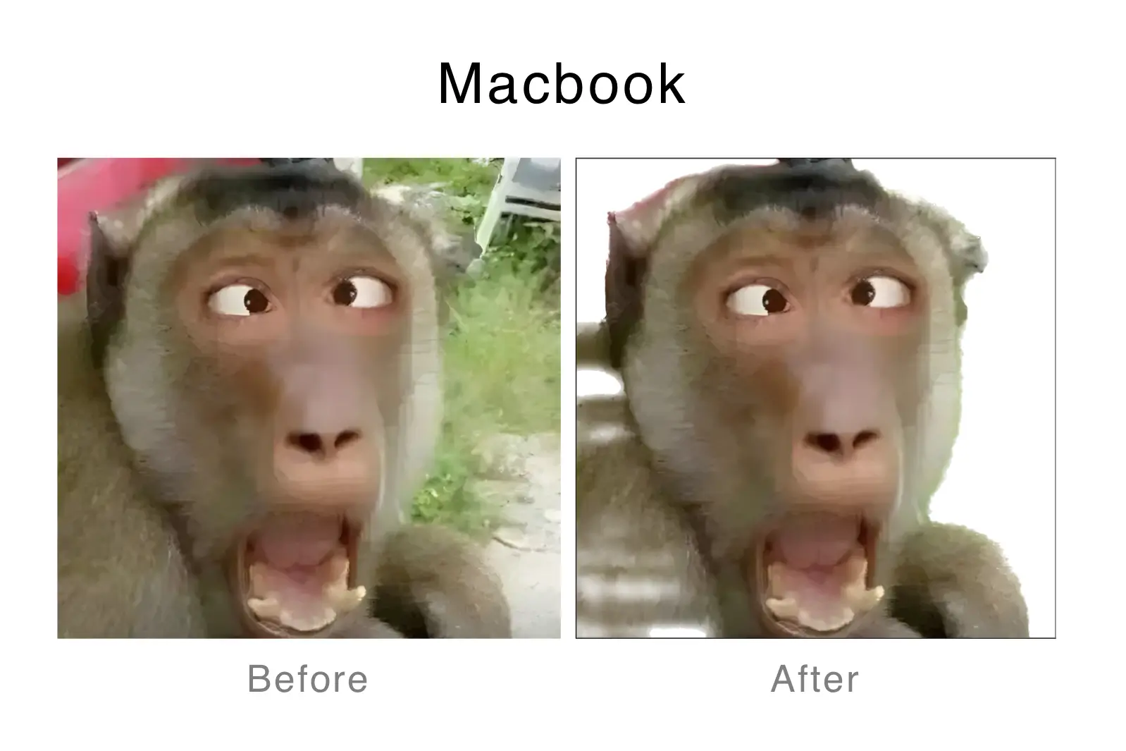 3-Macbook remove bg - a monkey.webp