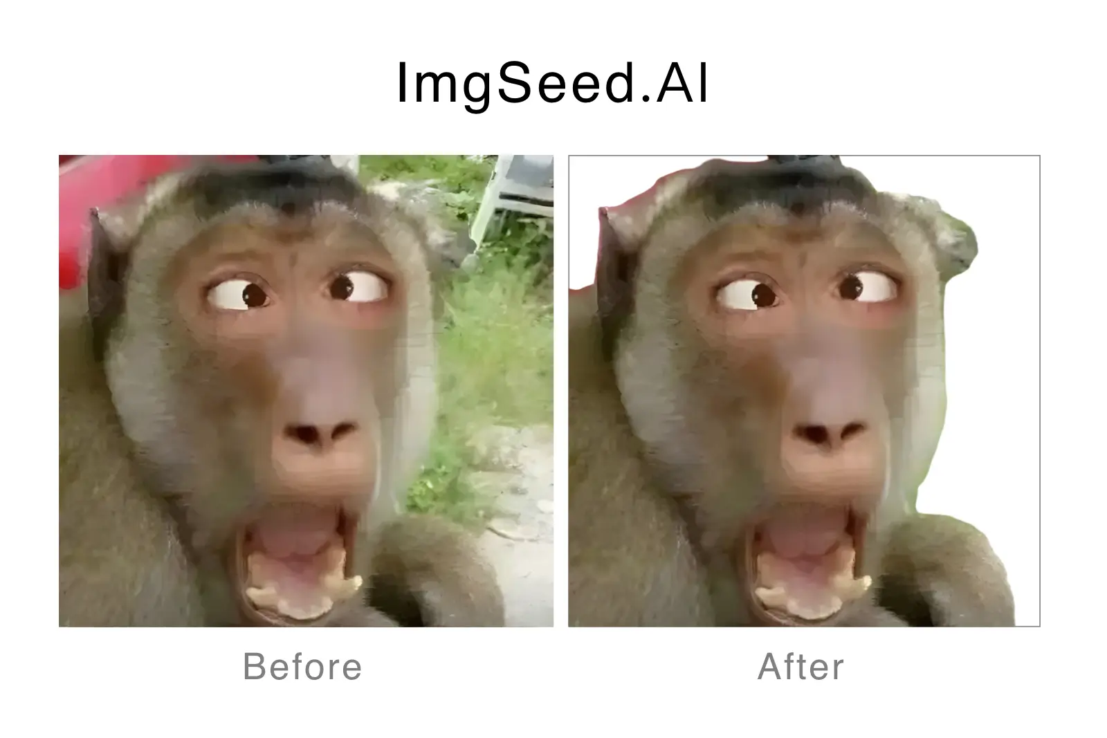 6-ImgSeed AI remove bg - a monkey.webp